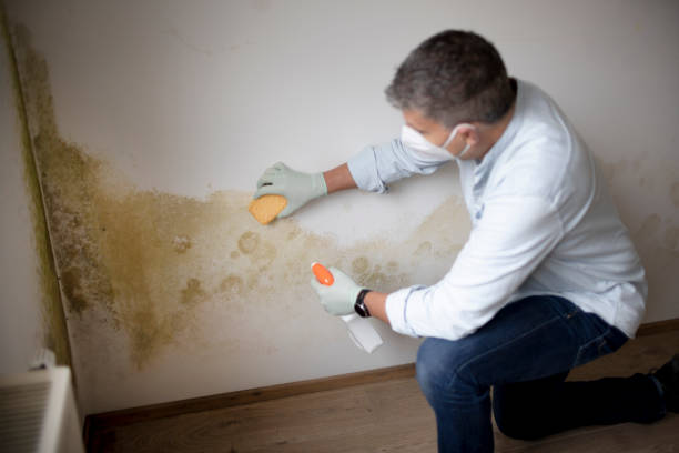 Best Mold Damage Restoration  in Camas, WA